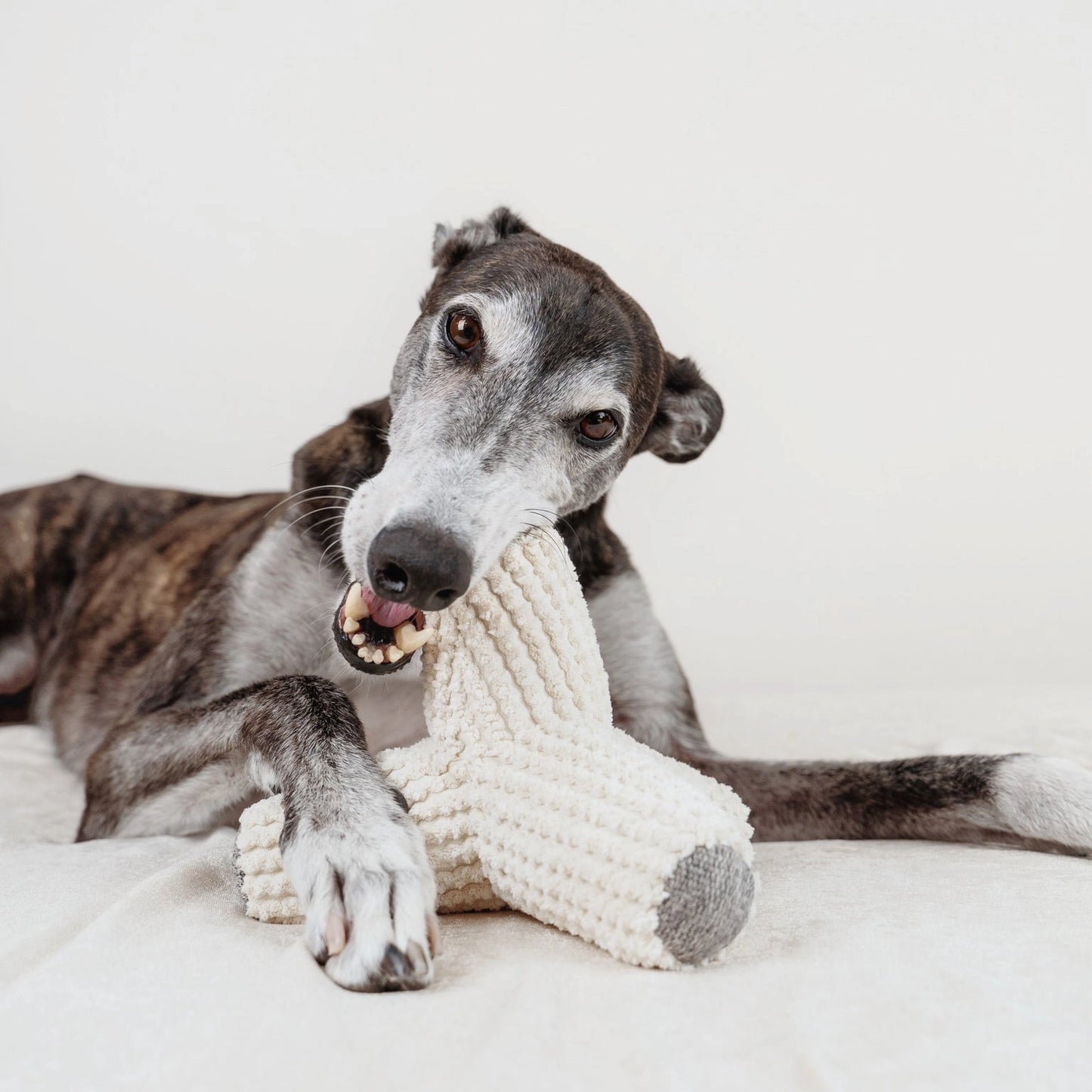 BREUER Soft Chew Toy with Squeakers + Crinkles