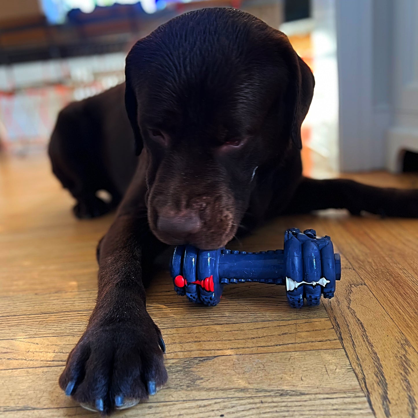 Dumbbell Enrichment Treat Dispenser Toy