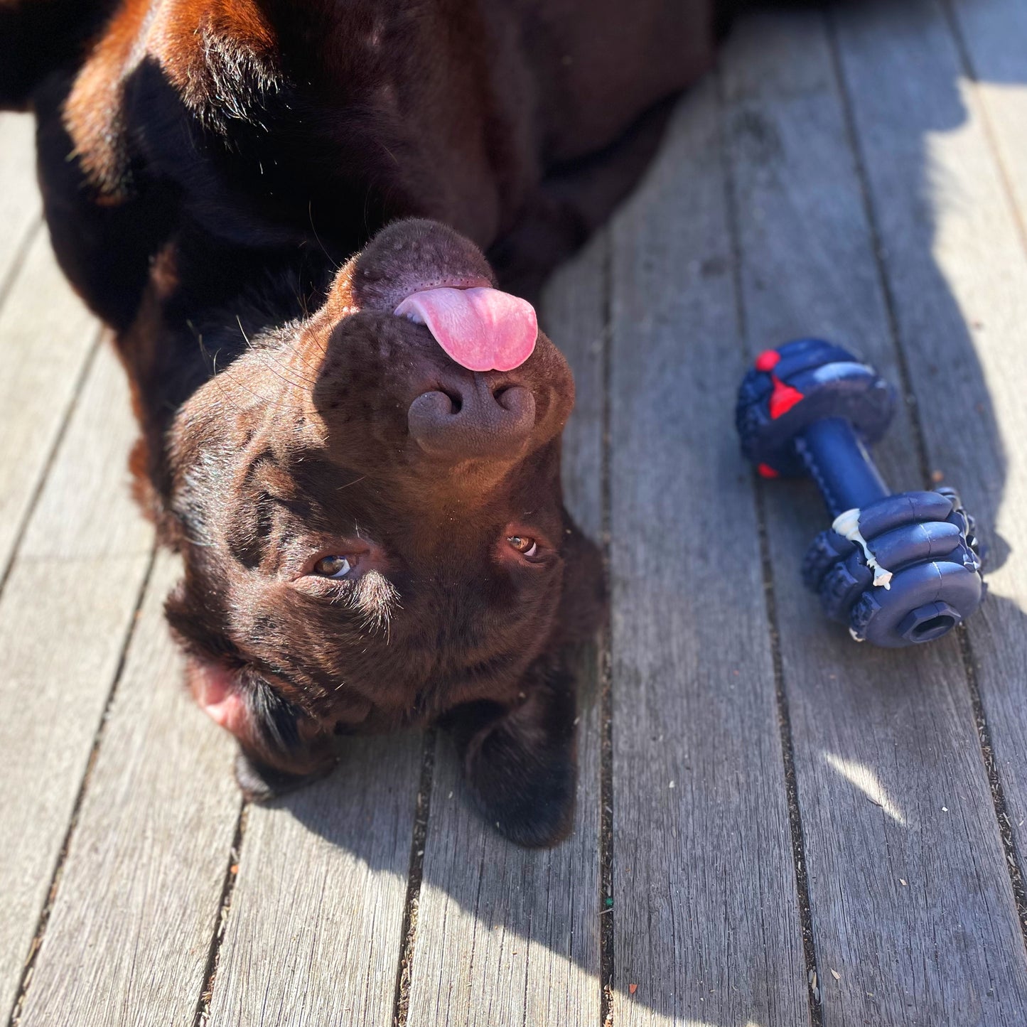 Dumbbell Enrichment Treat Dispenser Toy